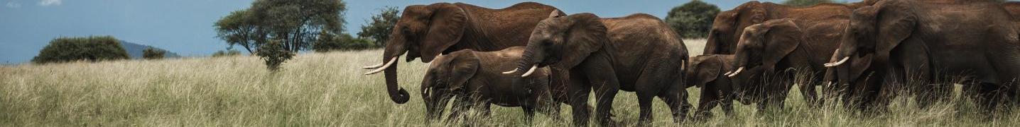 Safari Soles tours Deals and Discounts 2019/2020