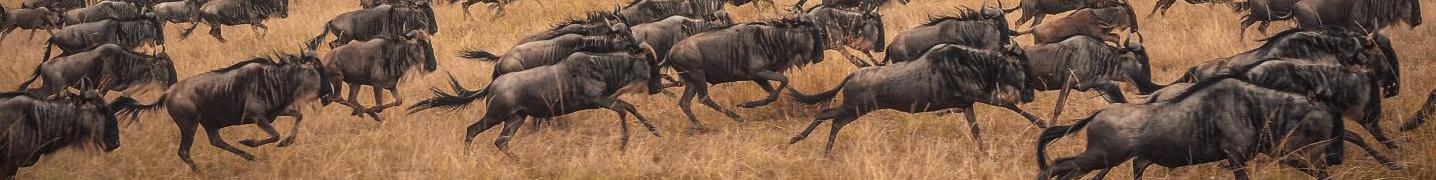 All Nest of Africa Safaris Tours
