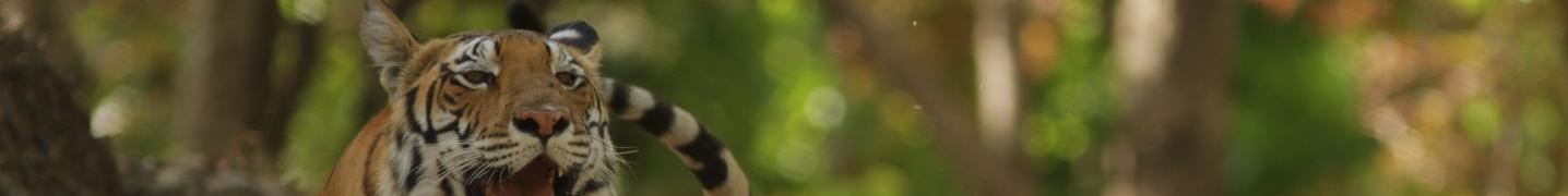 All The Indian Safari Tours