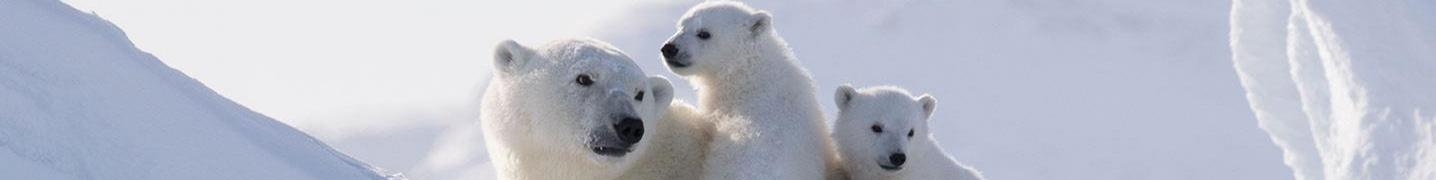 All Arctic Kingdom Tours