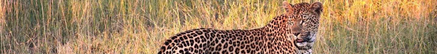 Yala National Park Safari