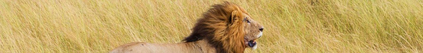 Mount Kenya Adventures Deals and Discounts 2019/2020