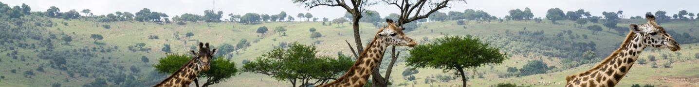 All African Breeze Safaris Tours