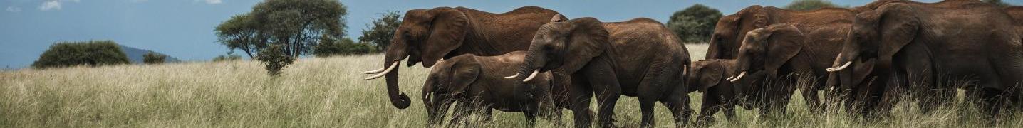 All Alaitol Safaris Ltd Tours