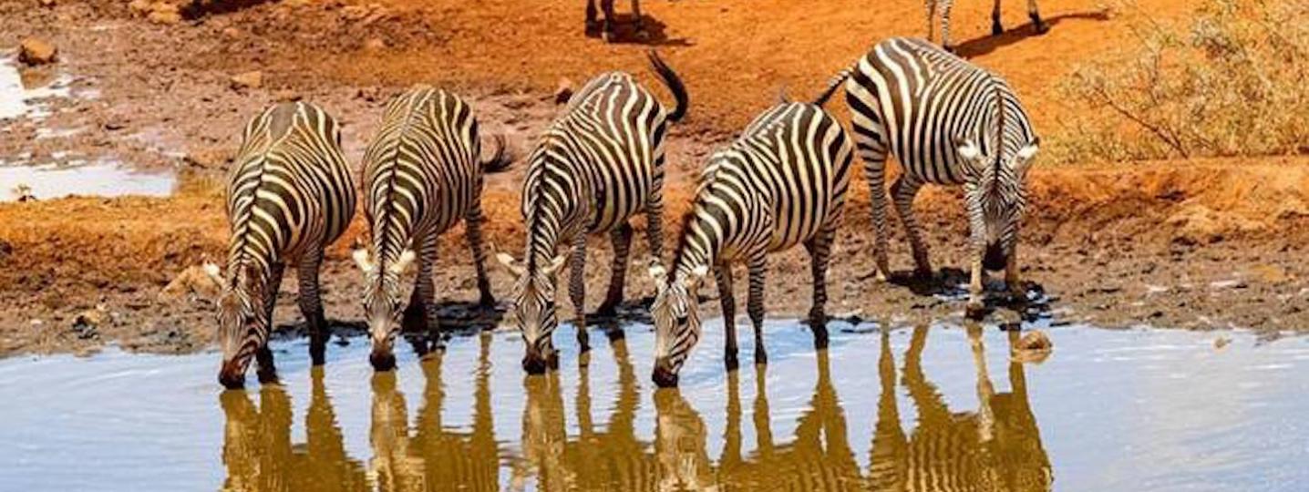 All Bigmac Africa Safaris Tours