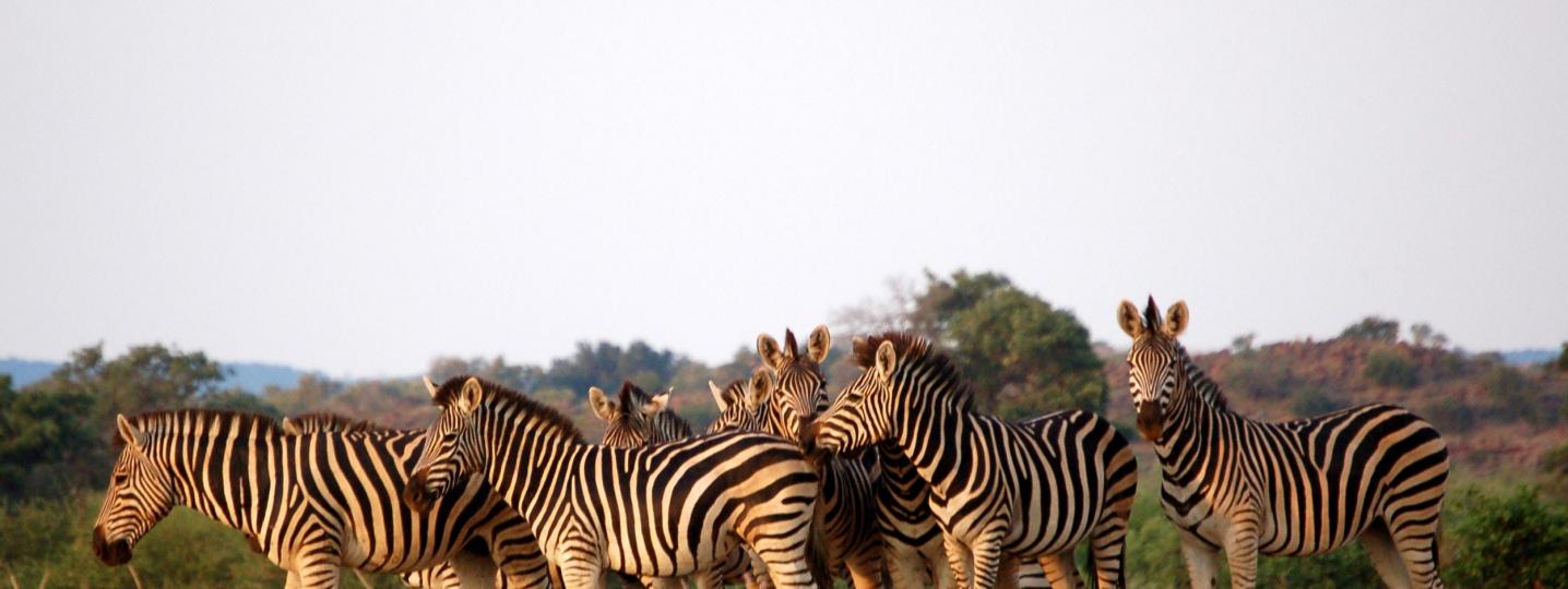 Best Botswana Safari Tours