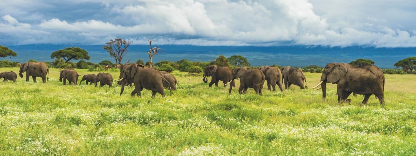 All Afrishare Trekking And Safaris Tours