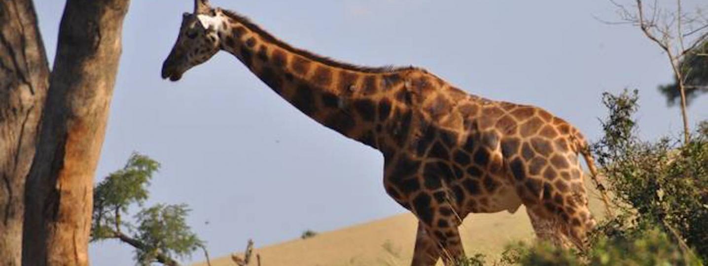 All Sights and Sounds of Africa Safaris Tours