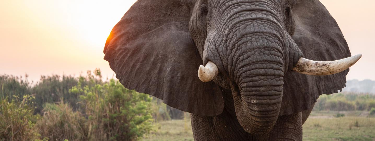 All Euro Uganda Safaris Tours