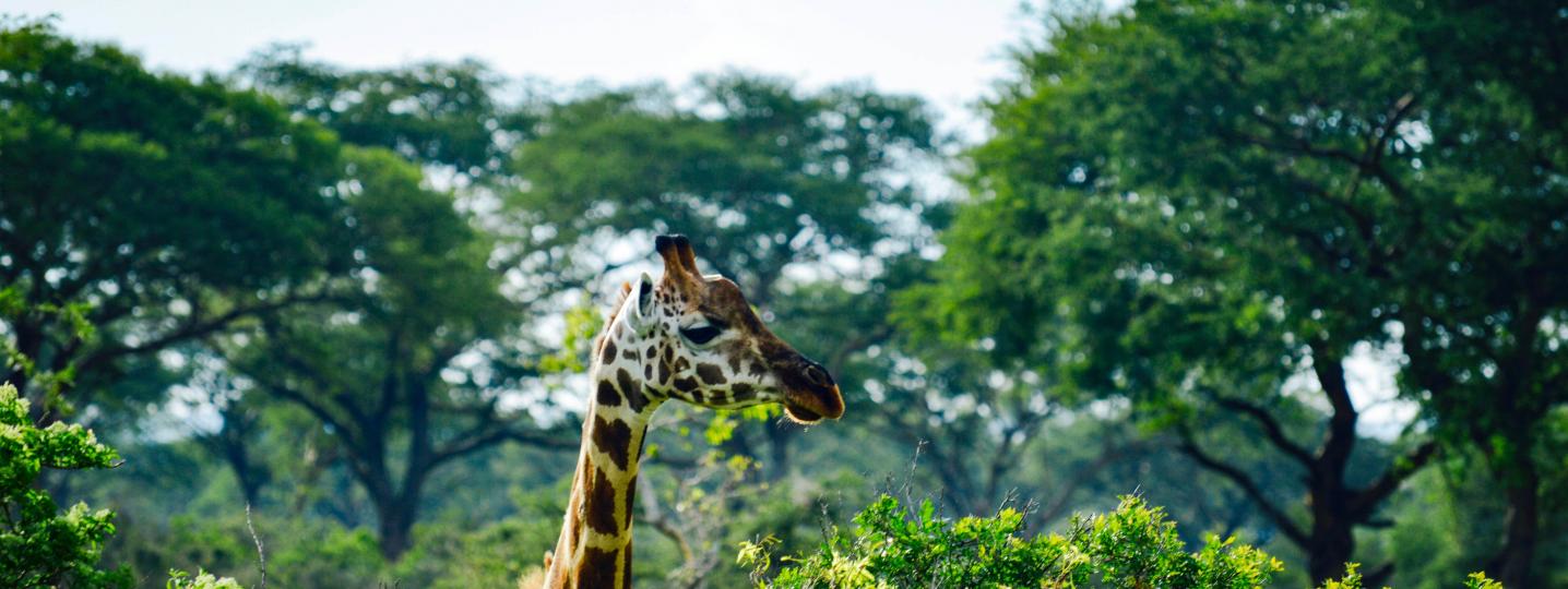 All East African Jungle safaris Ltd Tours