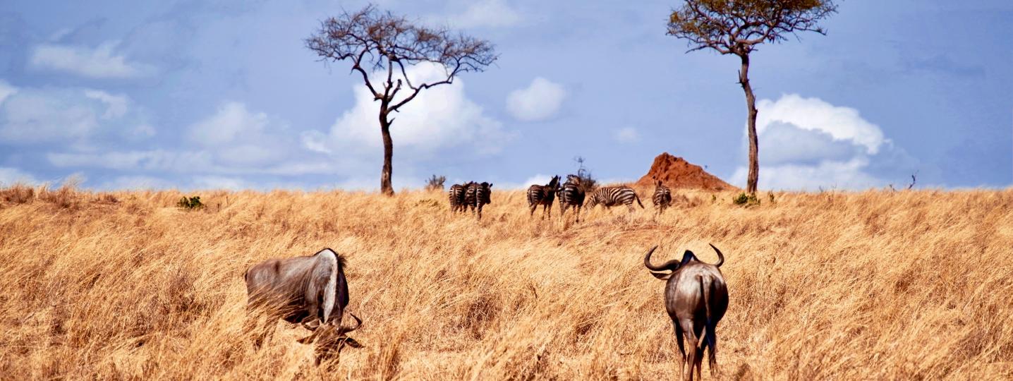 All Serengeti Wakanda Tours and Safaris