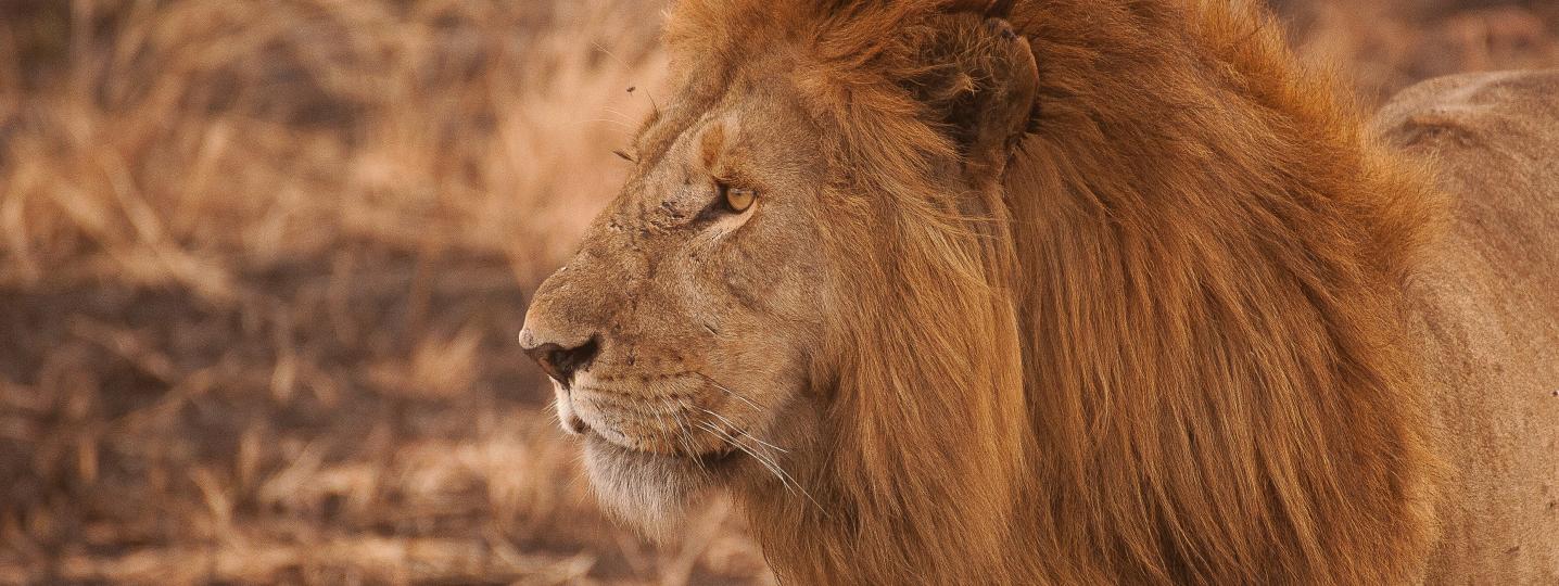 All Serengeti African Tours