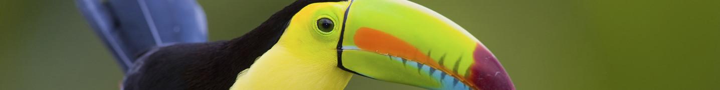 All Costa Rica Costa Rica Monkey Tours