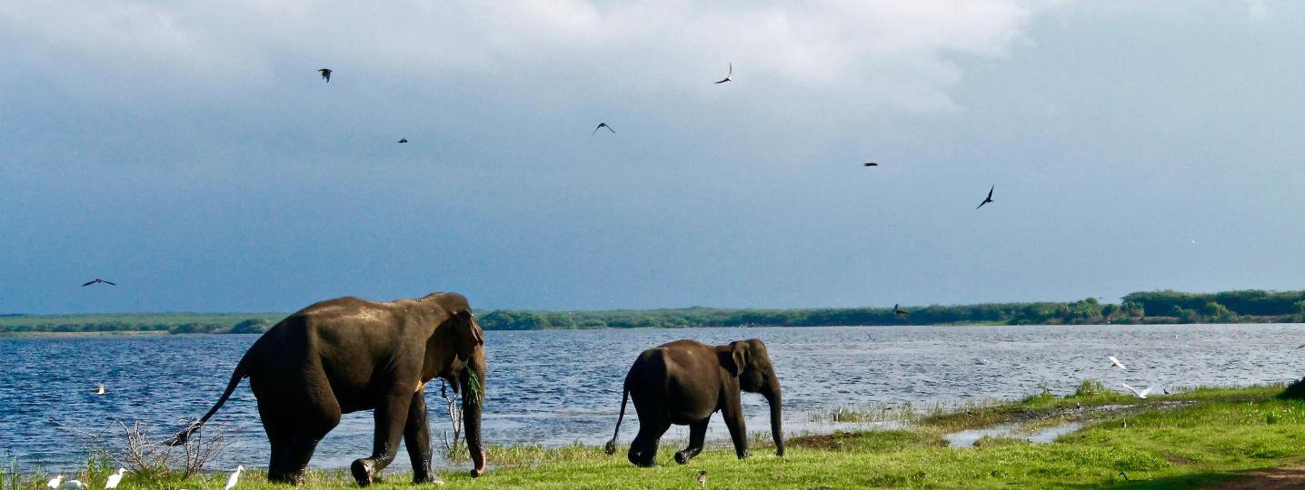 Best Asian Safari Tours