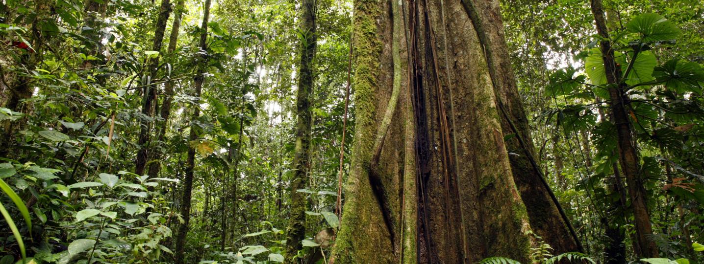Amazon Rainforest / Jungle Tours & Trips