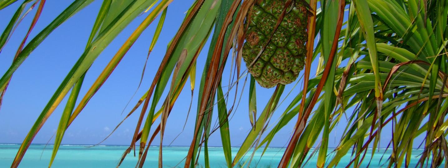 Zanzibar Tours & Trips