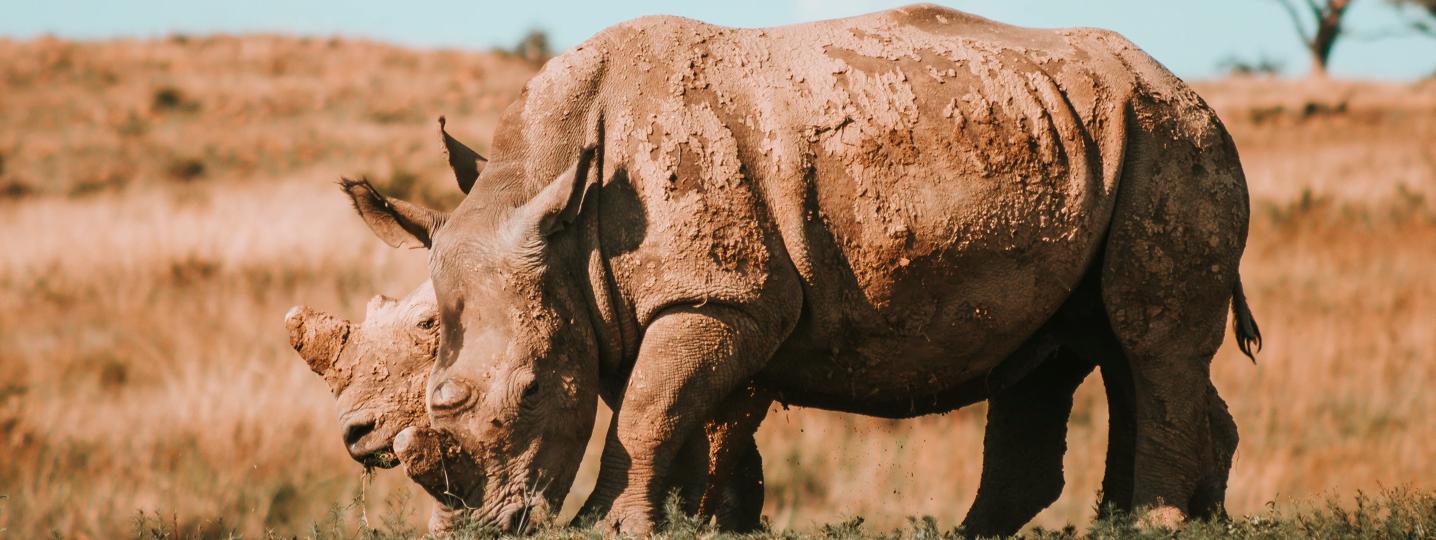 Etosha National Park Tours & Trips 2019