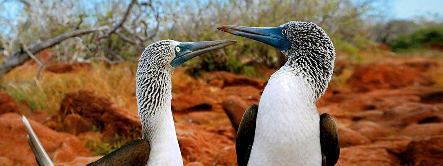 All Ecuador and Galapagos Insiders Tours
