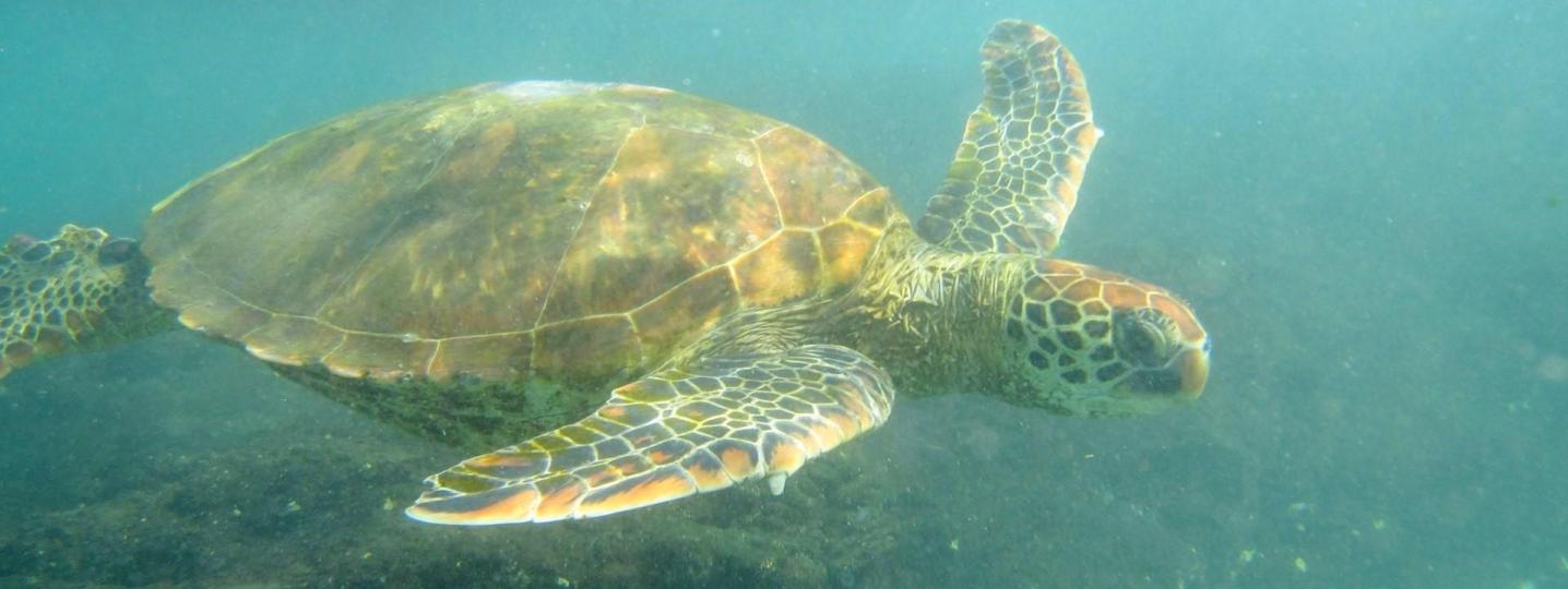 All Me Gusta Galapagos Tours