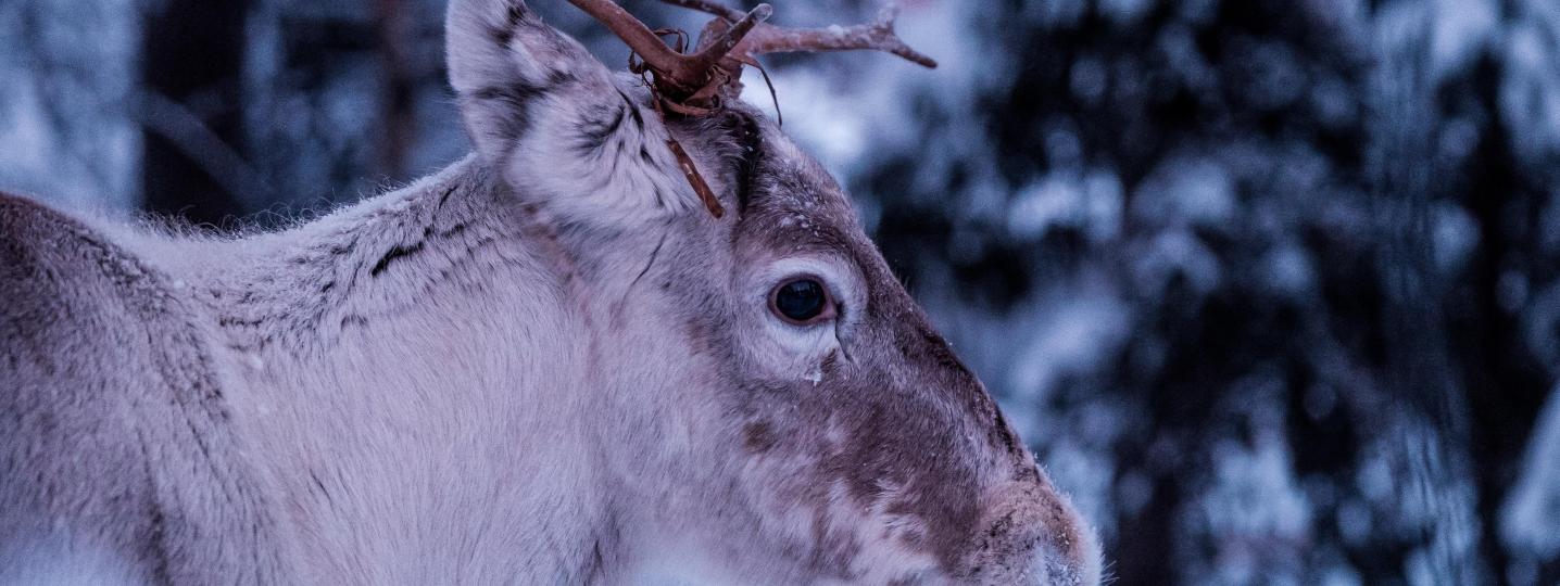 All Norwide Finland Tours