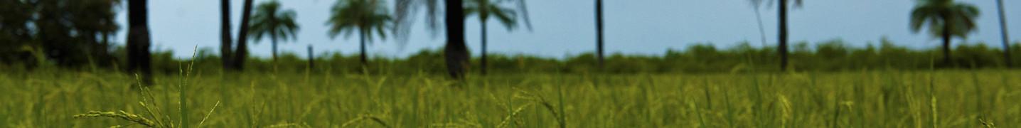 Senegal Tours and Trips 2018/2019