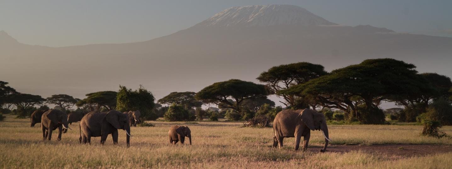 Tanzania Safari Travel Packages