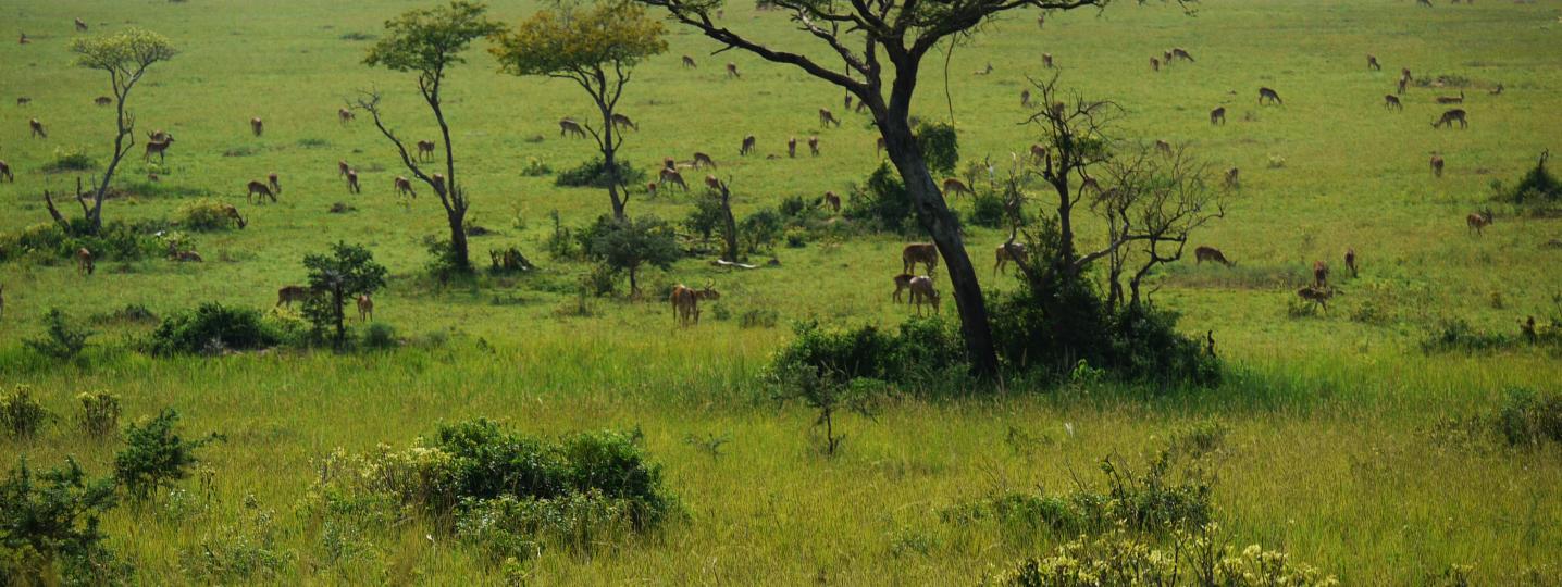 Best Uganda Safari Tours