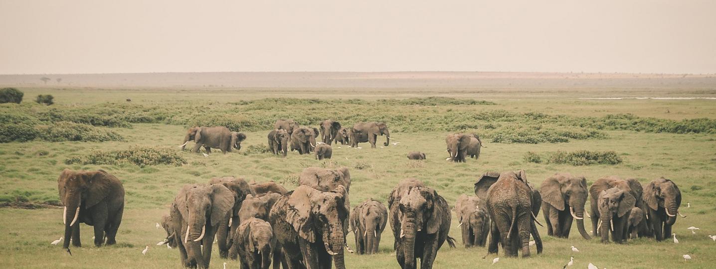 Best Zimbabwe Safari Tours