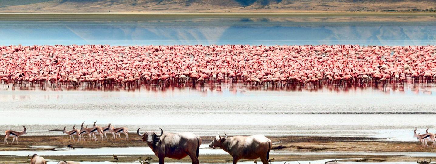 All Youth Adventures & Safaris Tours