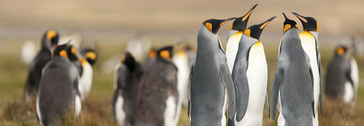 Falkland Islands Tours and Trips 2018/2019