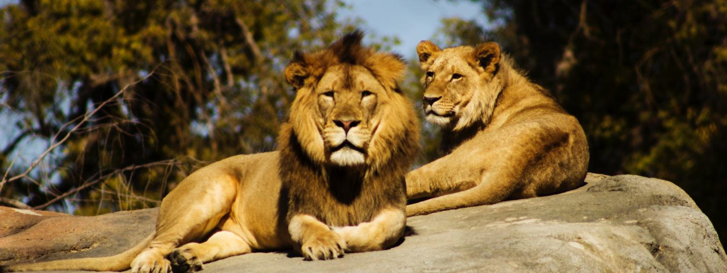 All Olives Travel & Tour Ghana Tours
