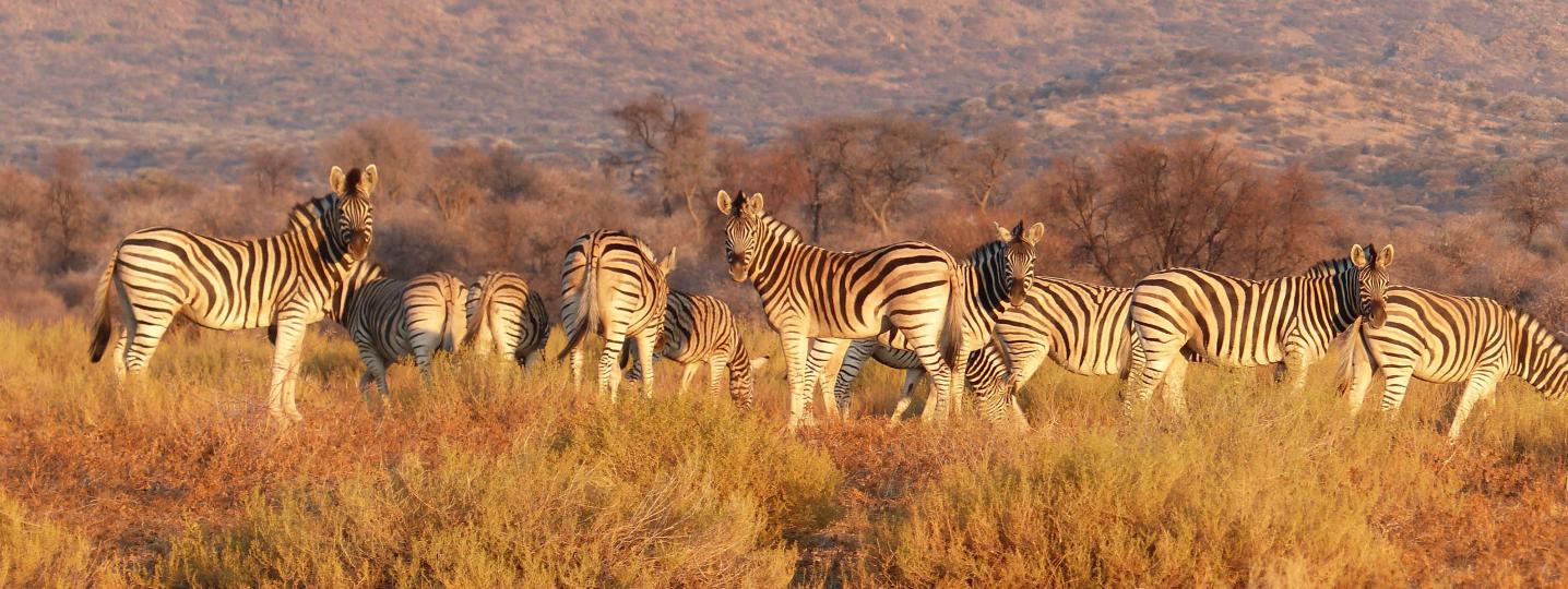 All Kilimanjaro Wonders Expedition Safari Tours