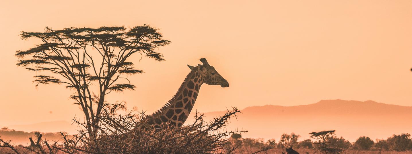 All Bayango Tours and Safaris