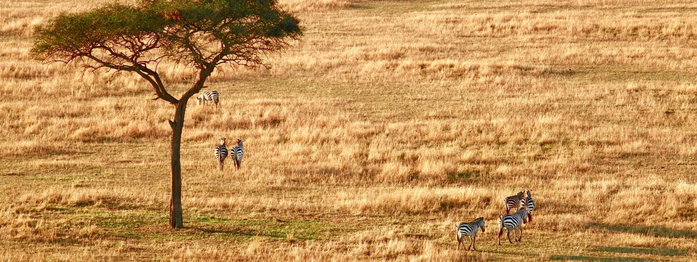 East Africa Safari Bookers Deals and Discounts 2019/2020