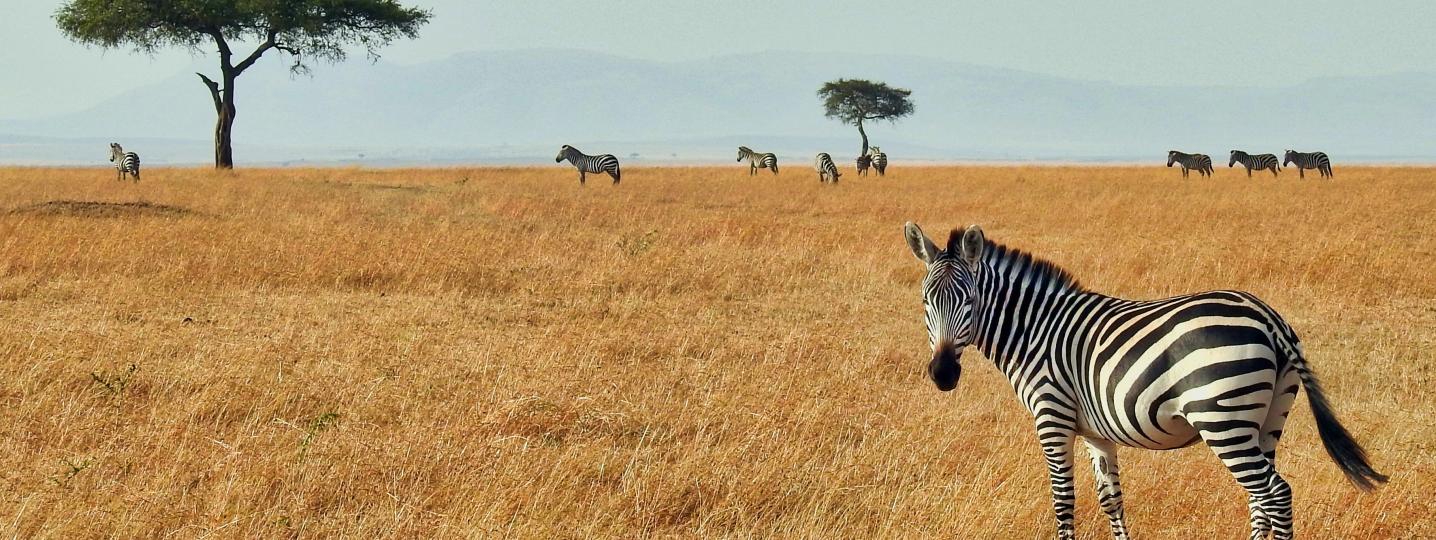 All Bonvoyage Kenya Safaris Tours
