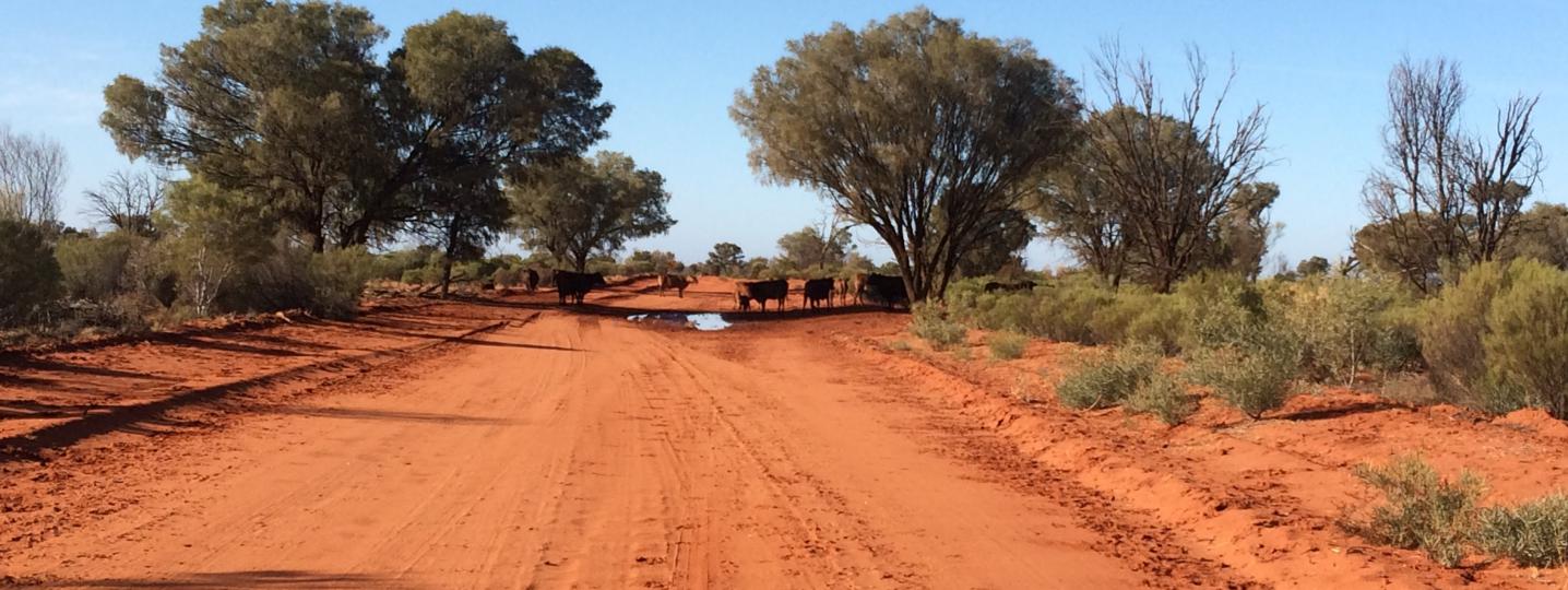 Australian Safari Tours