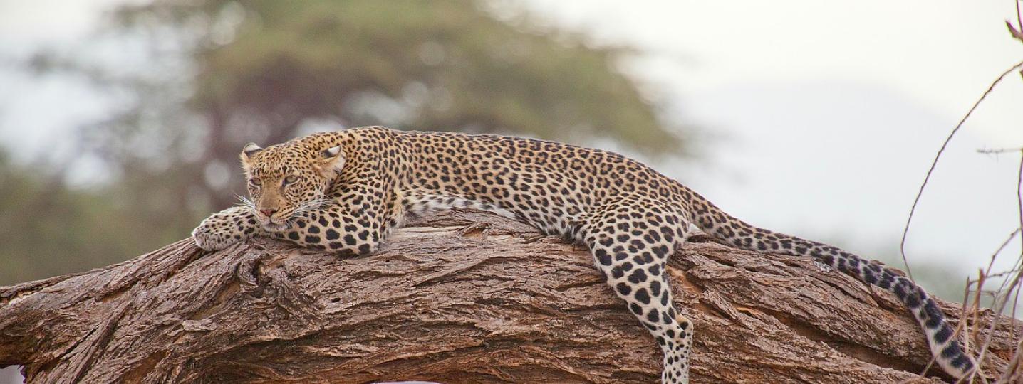 Moremi Game Reserve Tours and Trips 2019