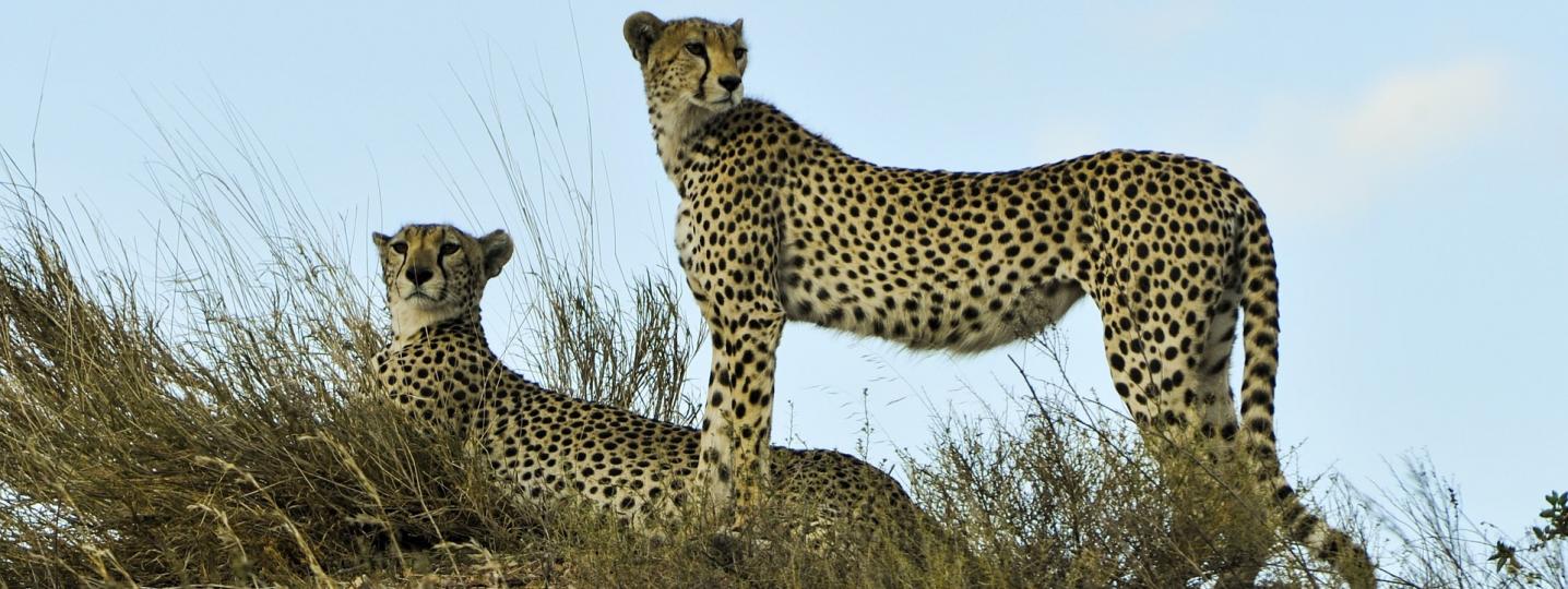 All Katikati Tours and Safaris