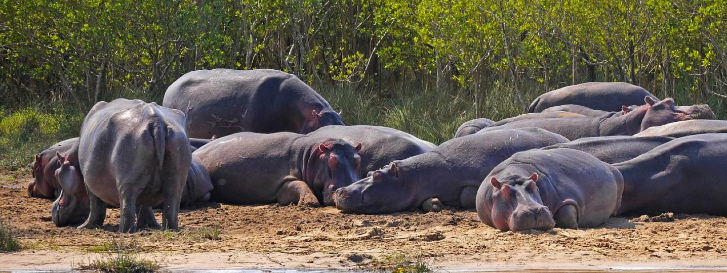 South Luangwa National Park Tours and Trips 2019