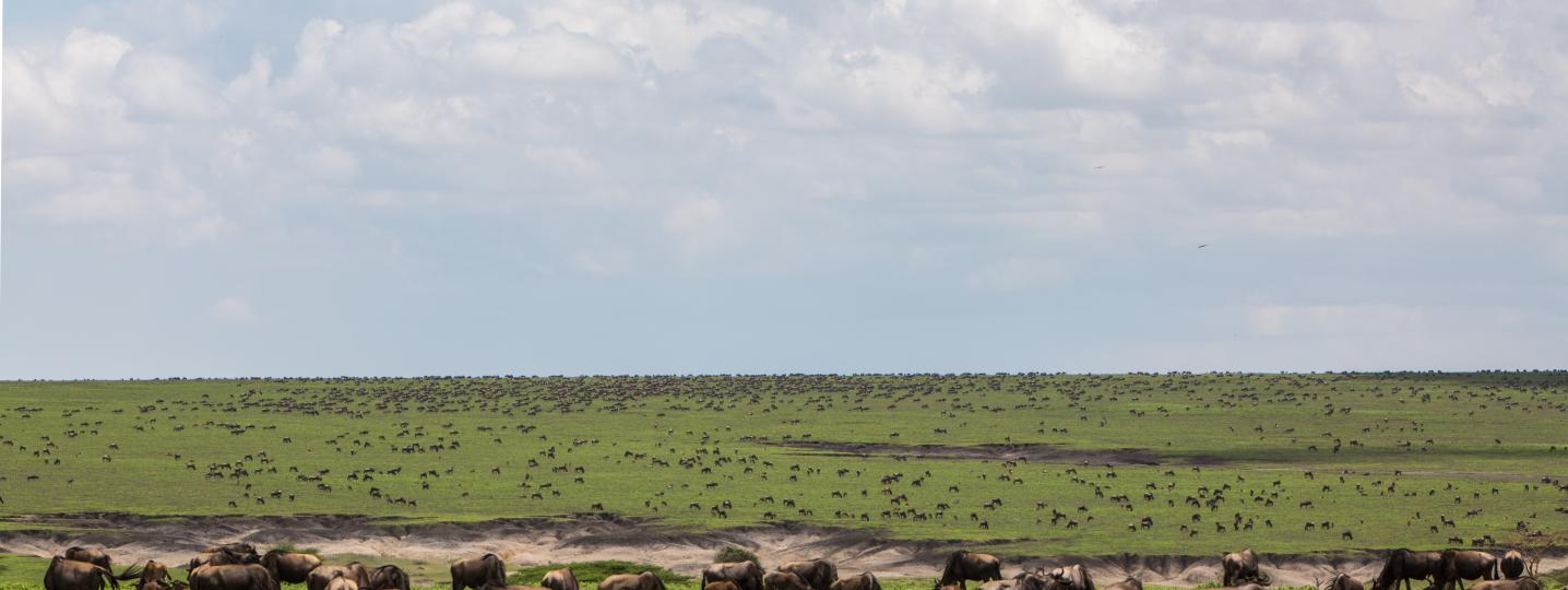 Great Migration Tours & Trips in Tanzania