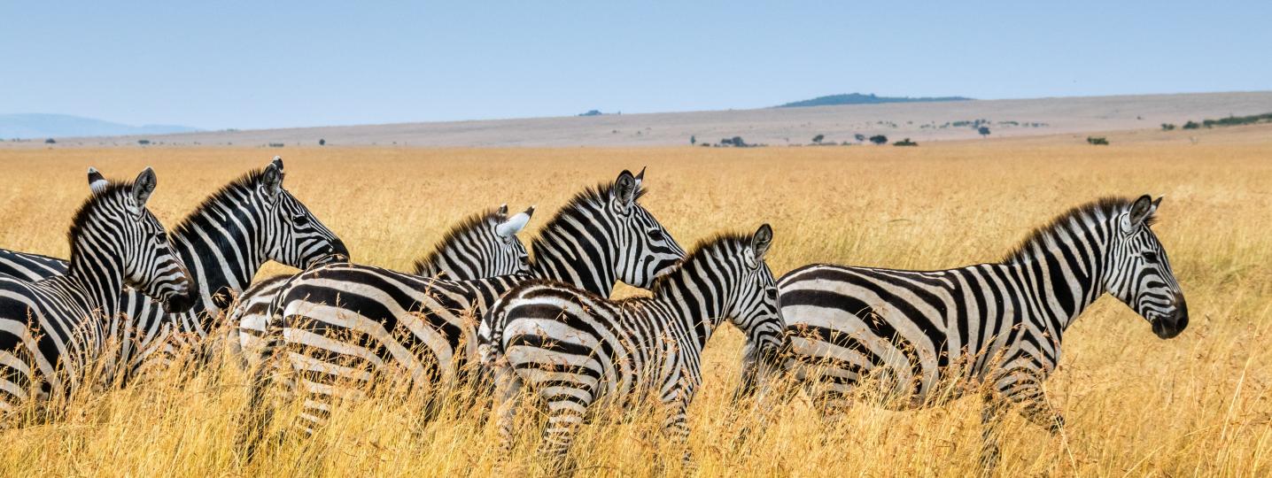 All Perfect Wilderness Tours And Safaris