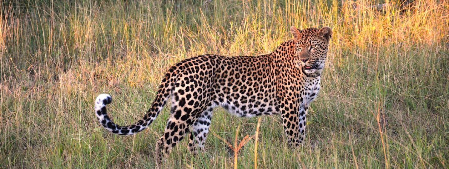 Yala National Park Tours and Trips 2019