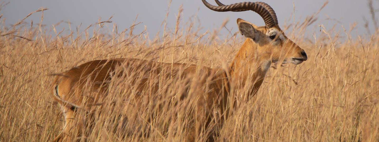 All Entebbe Karibu Tours And Travel Co Ltd