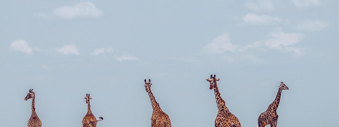 All Africa Amini Life Tours