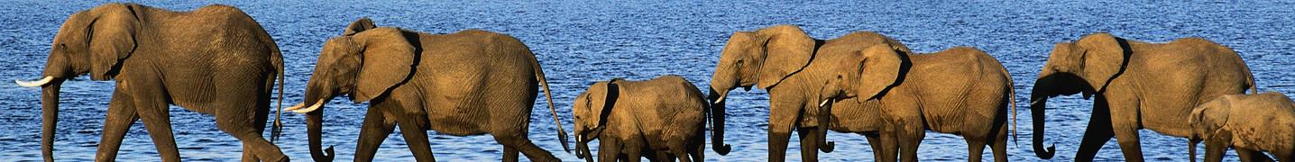 Botswana in February 2020 Tours & Trips