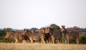 Botswana Safari Tours