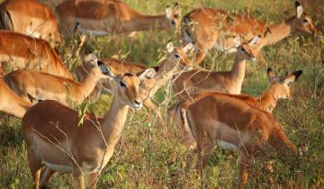 South Africa Safari Tours