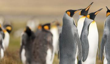 Falkland Islands