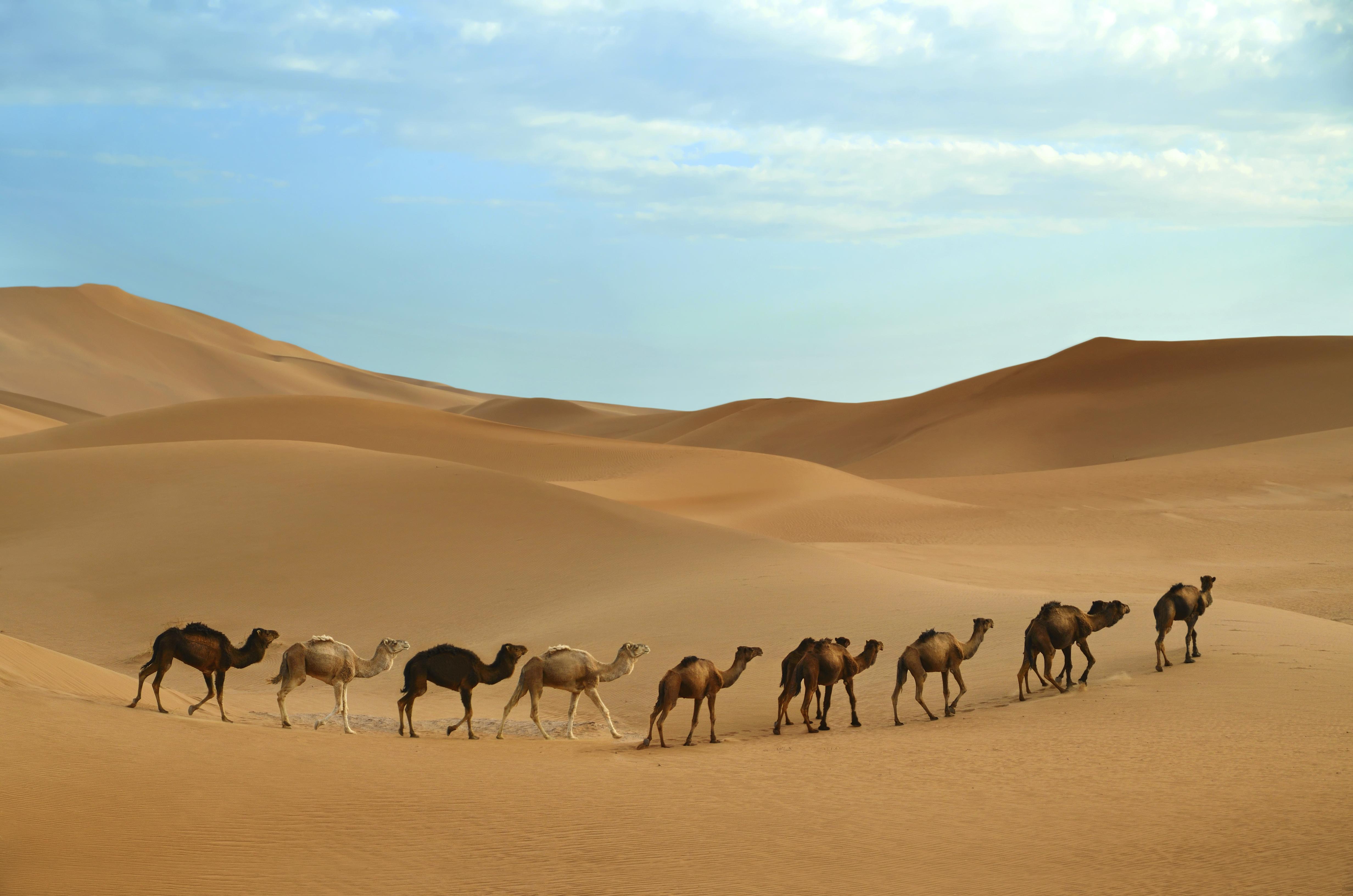 The 10 Best Sahara Desert Tours & Trips 2018/2019 (with 327 Reviews