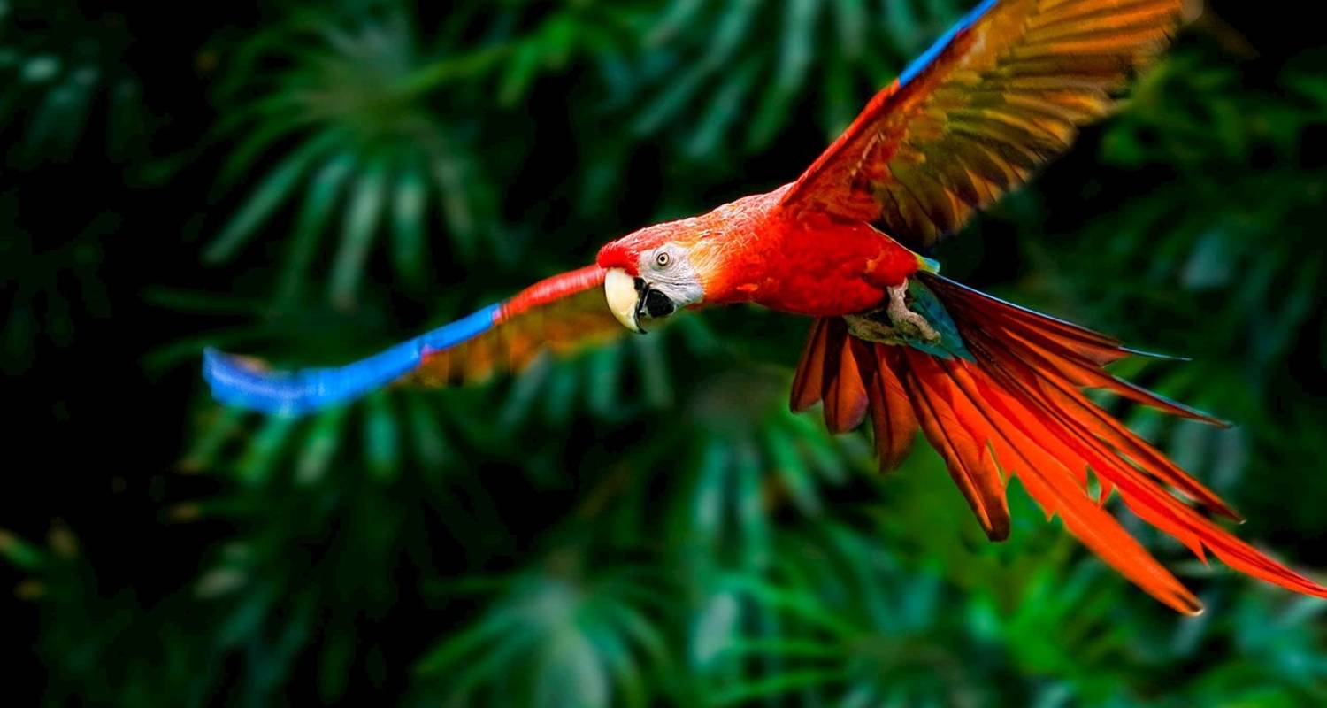Aventure au Costa Rica (Extension Tortuguero) - Costsaver